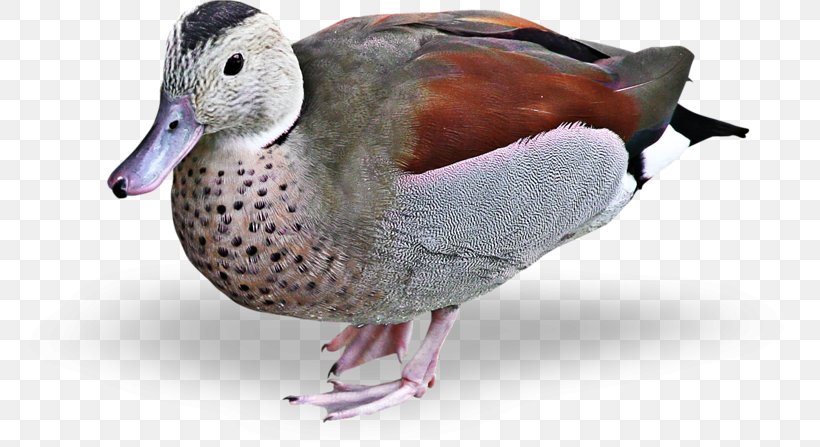 Mallard Duck Goose Bird Clip Art, PNG, 800x447px, Mallard, Animal, Beak, Bird, Blog Download Free