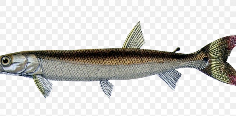 Sardine Salmon Capelin Fish Products, PNG, 1200x594px, Sardine, Anchovy, Animal Source Foods, Bony Fish, Capelin Download Free
