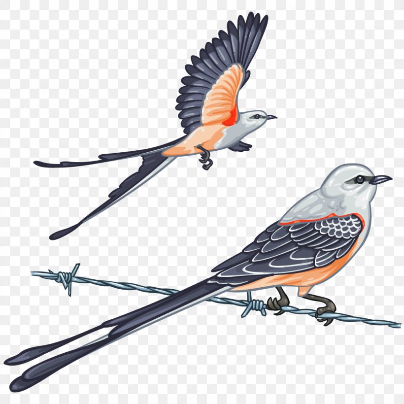 Bird Passerine Scissor-tailed Flycatcher Oklahoma Scissors, PNG, 1024x1024px, Bird, Animal, Beak, Branch, Cricket Download Free