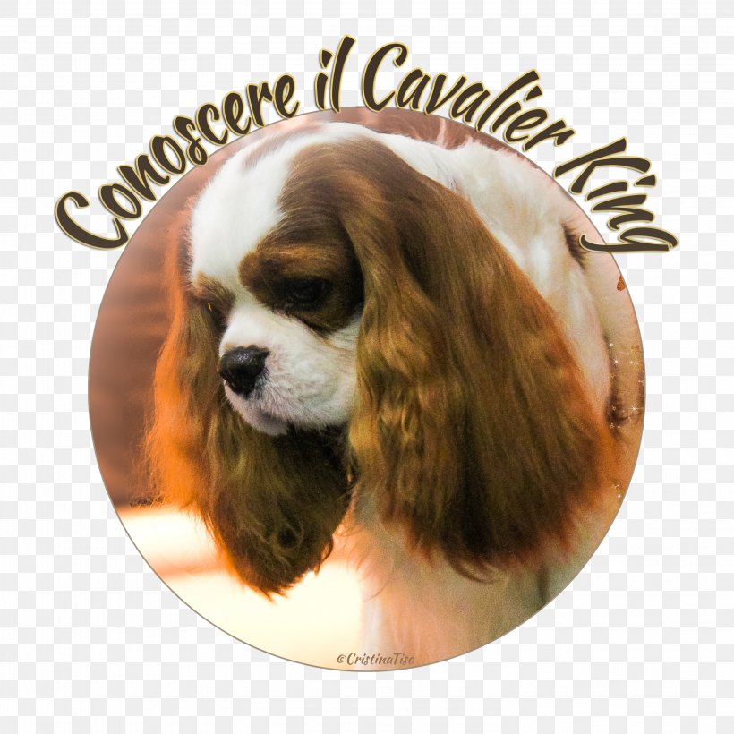 Cavalier King Charles Spaniel Poodle Puppy Disease, PNG, 2956x2956px, Cavalier King Charles Spaniel, Carnivoran, Companion Dog, Disease, Dog Download Free