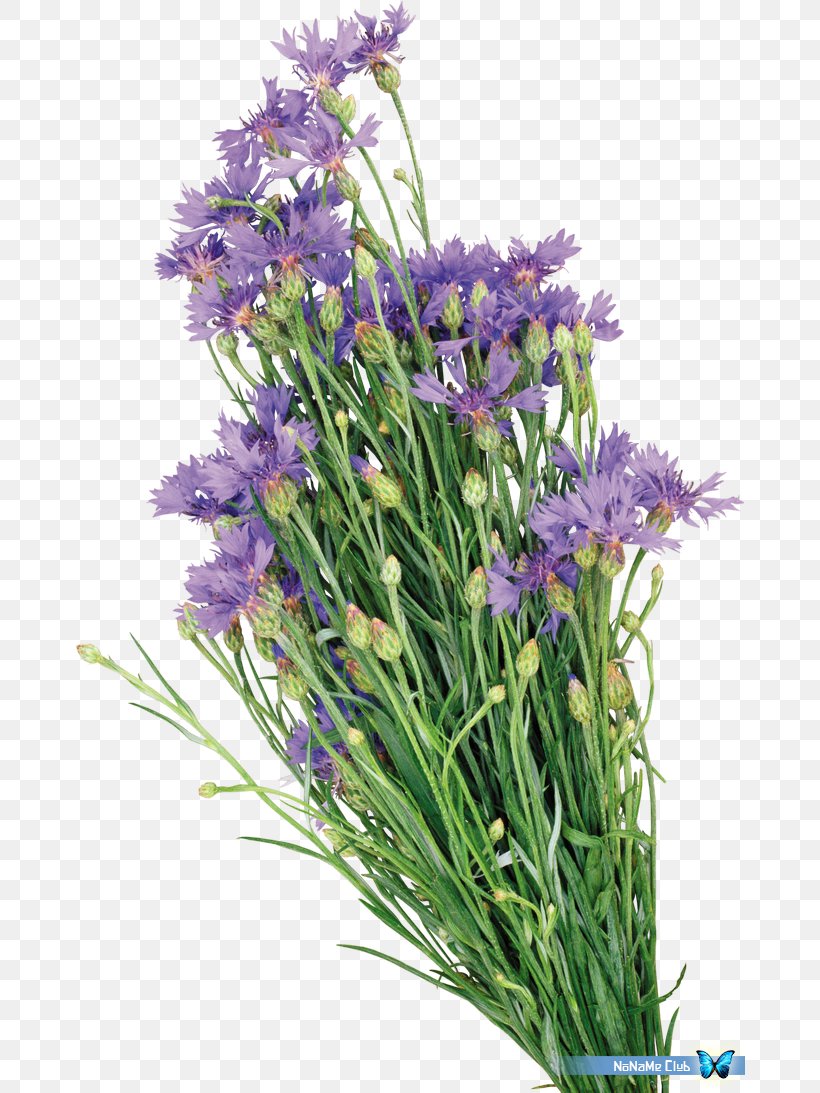 English Lavender Watercolor Painting Oil Paint, PNG, 670x1093px, English Lavender, Bellflower Family, Chives, Cornflower, English Download Free