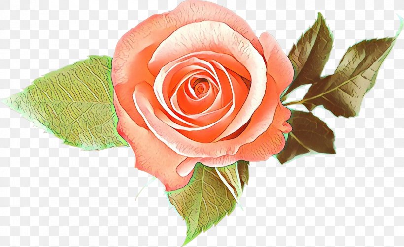 Garden Roses, PNG, 1200x735px, Cartoon, Cut Flowers, Flower, Flowering Plant, Garden Roses Download Free