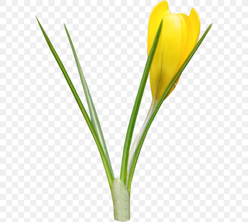 Cut Flowers Easter Plant Stem Bud Virgin Boy Egg, PNG, 588x733px, Cut Flowers, Bud, Crocus, Easter, Egg Download Free