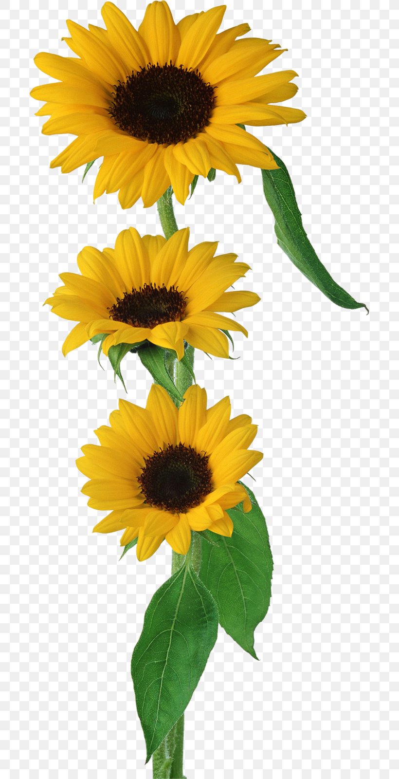 Flower Bouquet Brush Gift, PNG, 699x1600px, Flower, Annual Plant, Brush, Common Sunflower, Daisy Family Download Free