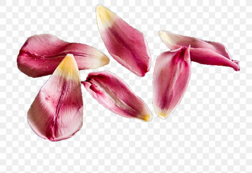 Petal Flower Tulip Clip Art, PNG, 1200x827px, Petal, Designer, Flower, Pink, Tulip Download Free