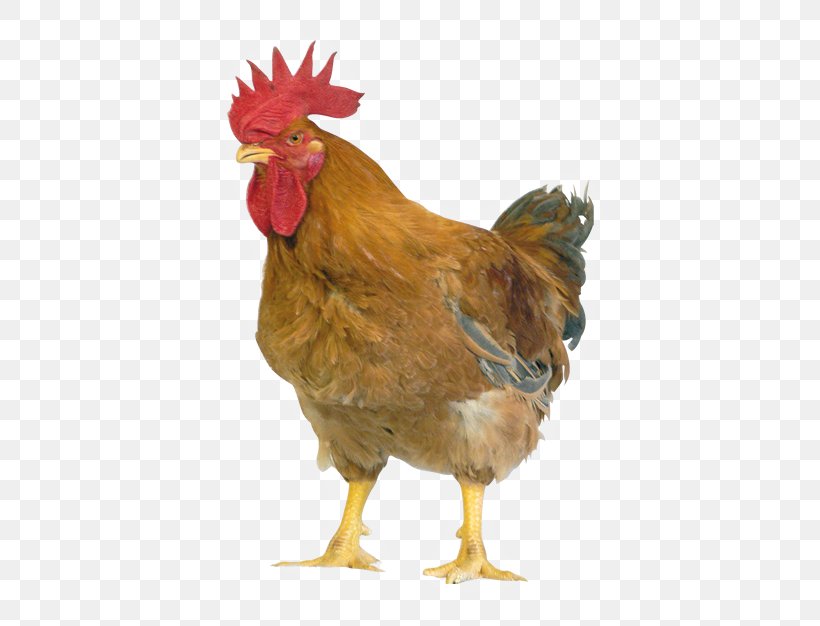 Plymouth Rock Chicken Buckeye Chicken Broiler Lohmann Brown Sussex Chicken, PNG, 500x626px, Plymouth Rock Chicken, Australorp, Beak, Bird, Breed Download Free