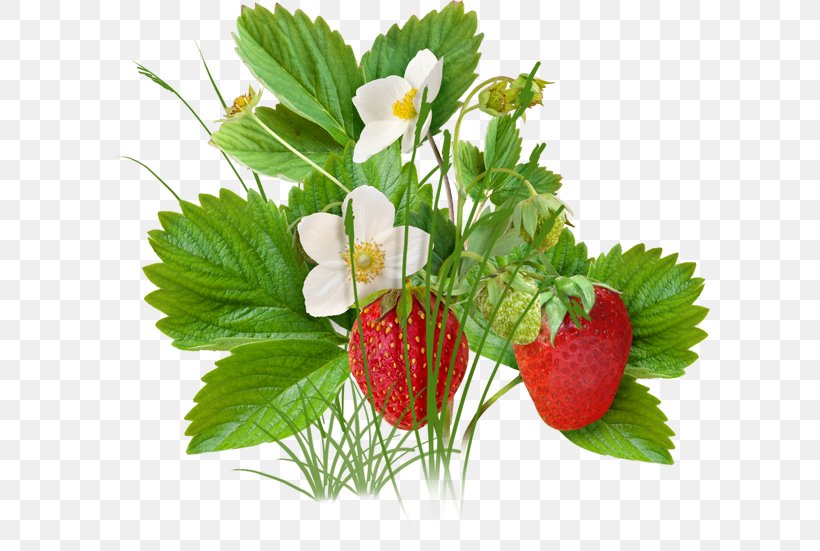 Strawberry Fruit, PNG, 600x551px, Strawberry, Auglis, Berry, Cut Flowers, Floral Design Download Free
