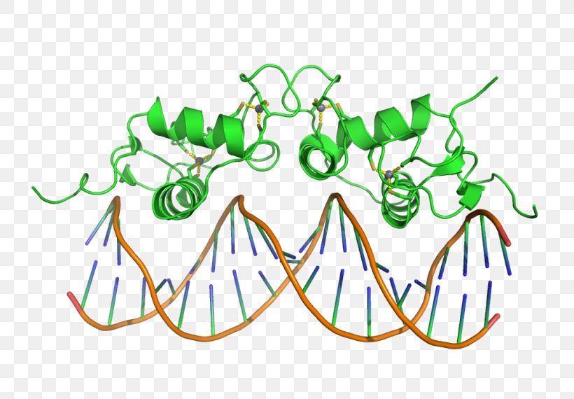 DNA-binding Domain Zinc Finger Protein Domain, PNG, 760x570px, Dnabinding Domain, Area, Art, Artwork, Binding Domain Download Free