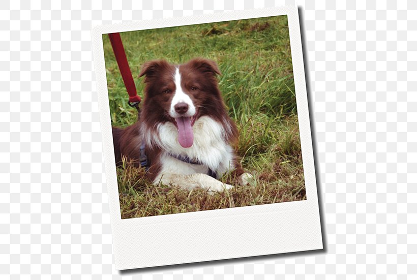 Dog Breed Border Collie Australian Shepherd Rough Collie Companion Dog, PNG, 500x551px, Dog Breed, Australian Shepherd, Border Collie, Breed, Carnivoran Download Free