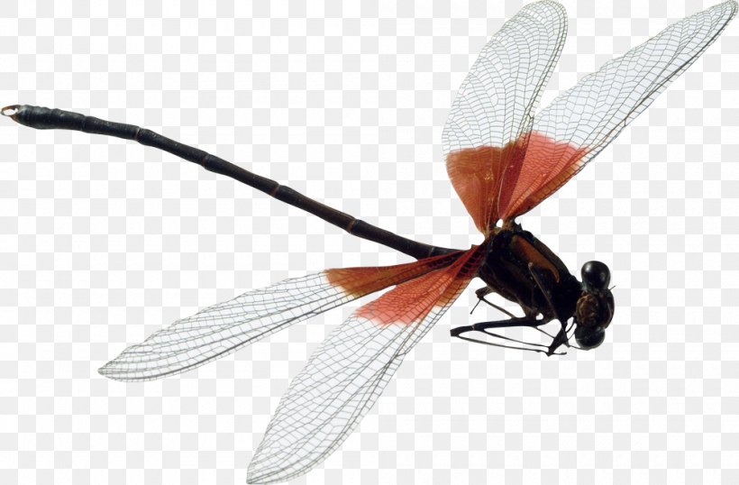 Dragonfly Insect, PNG, 1000x657px, Dragonfly, Arthropod, Digital Image, Fly, Insect Download Free