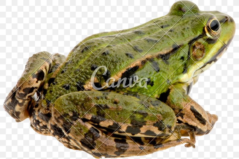 Edible Frog Common Frog Stock Photography Royalty-free, PNG, 800x545px, Edible Frog, Agile Frog, Amphibian, Amphibians, Barking Tree Frog Download Free