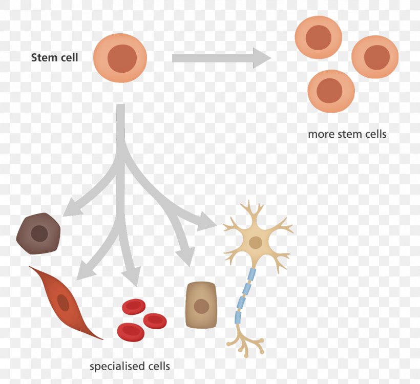 Induced Pluripotent Stem Cell Cellular Differentiation Hematopoietic Stem Cell, PNG, 1200x1098px, Stem Cell, Blood Cell, Cell, Cell Culture, Cell Type Download Free