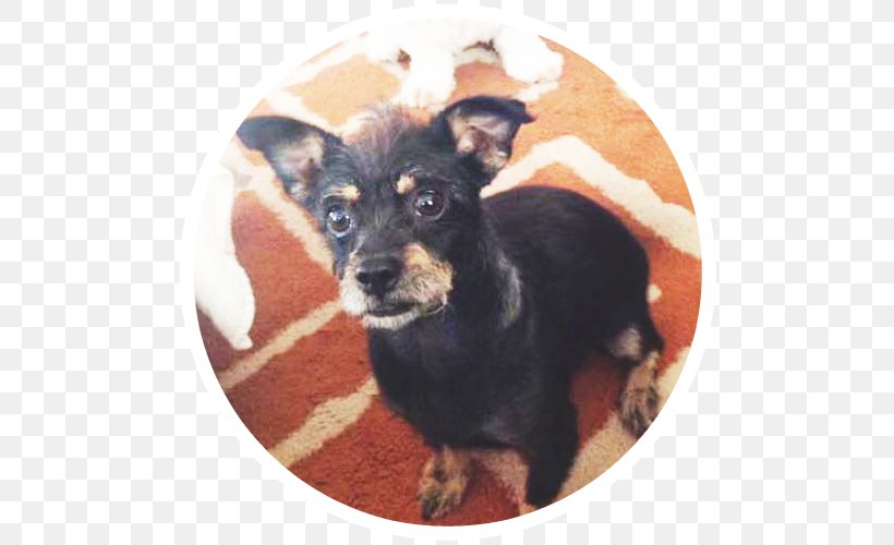 Ormskirk Terrier Miniature Pinscher English Toy Terrier Russkiy Toy Prague Ratter, PNG, 500x500px, Miniature Pinscher, Animal Rescue Group, Black And Tan Terrier, Carnivoran, Chihuahua Download Free
