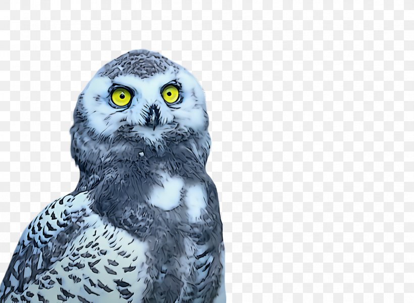 Owl Bird Bird Of Prey Snowy Owl Great Grey Owl, PNG, 2336x1712px, Owl, Beak, Bird, Bird Of Prey, Falconiformes Download Free
