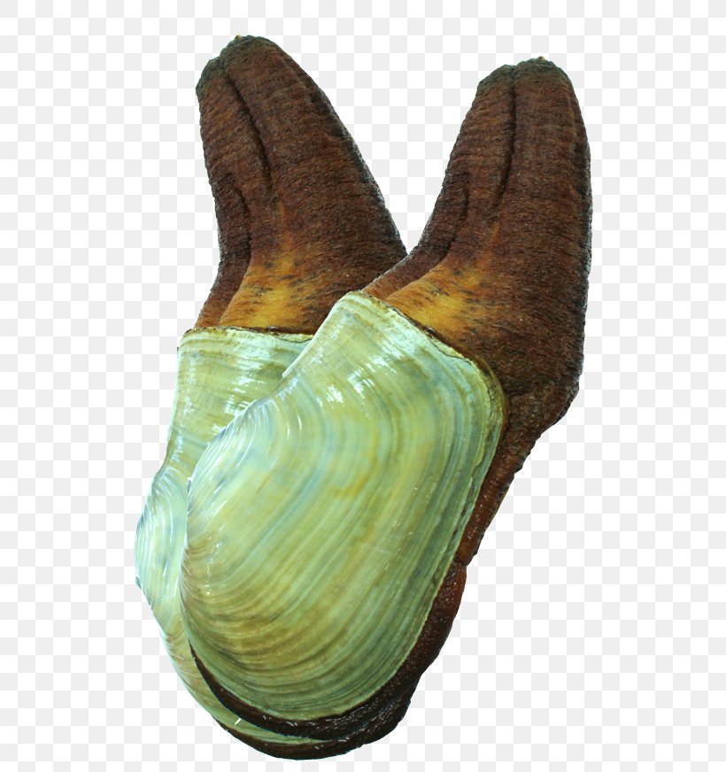 Pacific Geoduck Panopea Zelandica Clam Seafood Shellfish, PNG, 550x872px, Pacific Geoduck, Abalone, Animal, Artifact, Clam Download Free