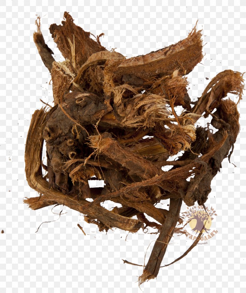 Root Medicinal Plants Herbaceous Plant Rhodiola Rosea, PNG, 1024x1222px, Root, Artikel, Bird Nest, Dianhong, Greater Burdock Download Free