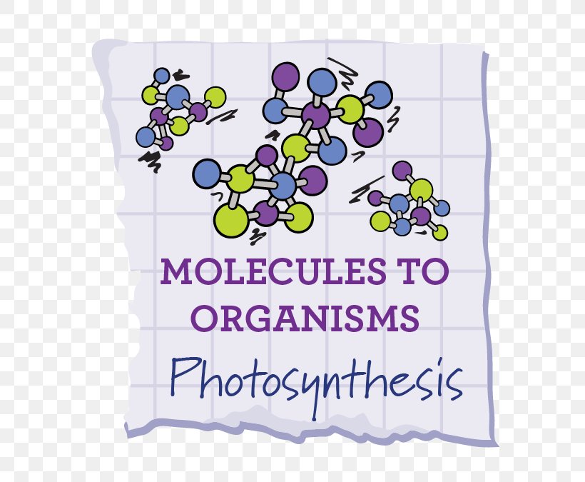 Science, Technology, Engineering, And Mathematics Plan Check Kitchen + Bar Photosynthesis School, PNG, 684x675px, Science, Area, Biology, Flower, Inquiry Download Free