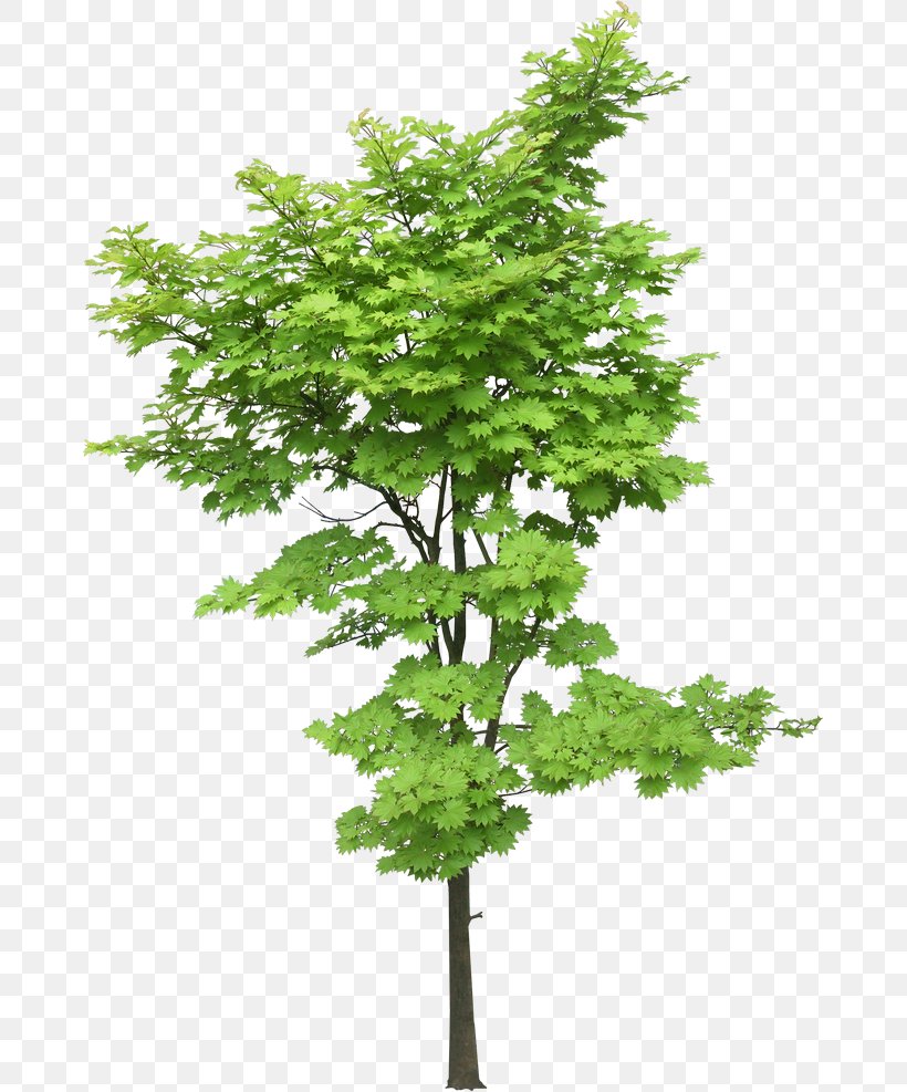 Tree Maple Landscape Elm Download, PNG, 670x987px, Tree, Acer Oliverianum Var Nakaharai, Bonsai, Branch, Elm Download Free