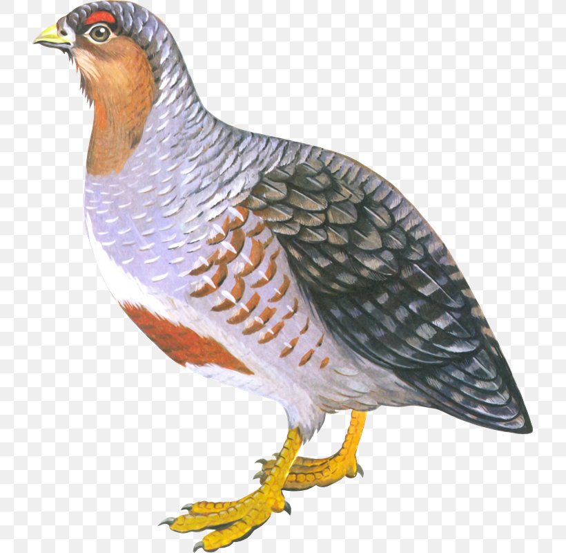 Bird Of Prey Chicken Partridge Perdix, PNG, 725x800px, Bird, Animal, Beak, Bird Of Prey, Chicken Download Free