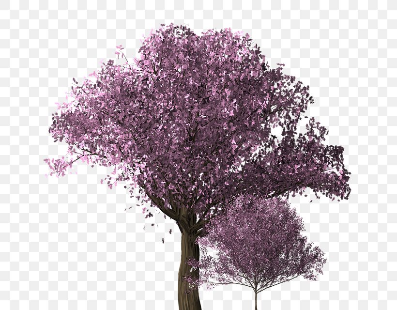 Cherry Blossom, PNG, 640x640px, Cherry Blossom, Blossom, Branch, Cherry, Creative Work Download Free