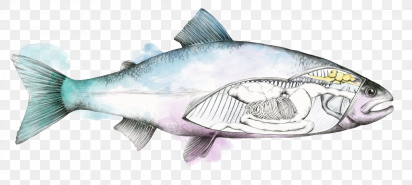 Fish Salmon Trout Bass, PNG, 2100x950px, Fish, Animal Figure, Aquaculture, Bass, Bony Fish Download Free