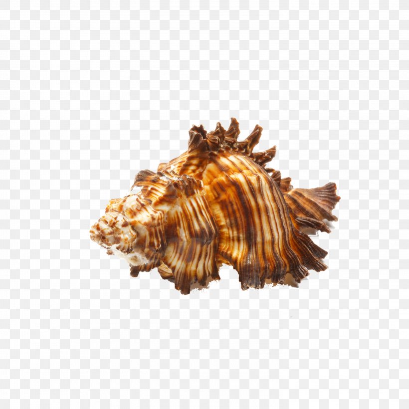 Seashell Zazzle Sea Snail Stock Photography, PNG, 2953x2953px, Seashell, Button, Conch, Conchology, Fotosearch Download Free