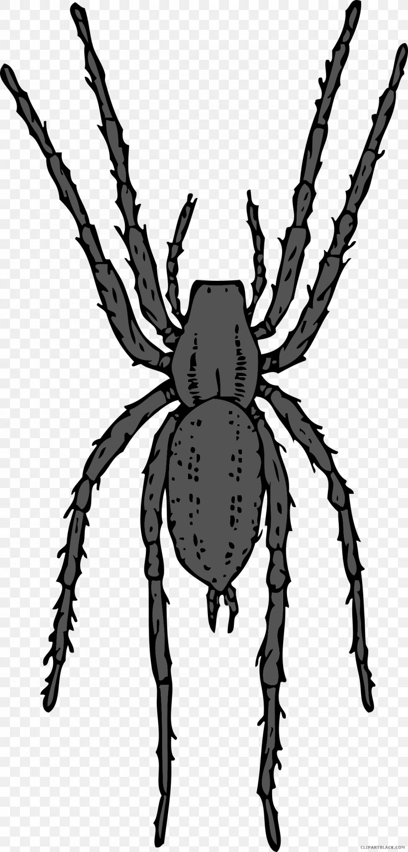Spider Clip Art Vector Graphics, PNG, 1150x2400px, Spider, Arachnid, Araneus, Arthropod, Black And White Download Free