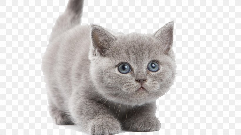 British Shorthair Chartreux Turkish Angora Persian Cat Kitten, PNG, 1920x1080px, British Shorthair, American Shorthair, Animal, Asian, Breed Download Free