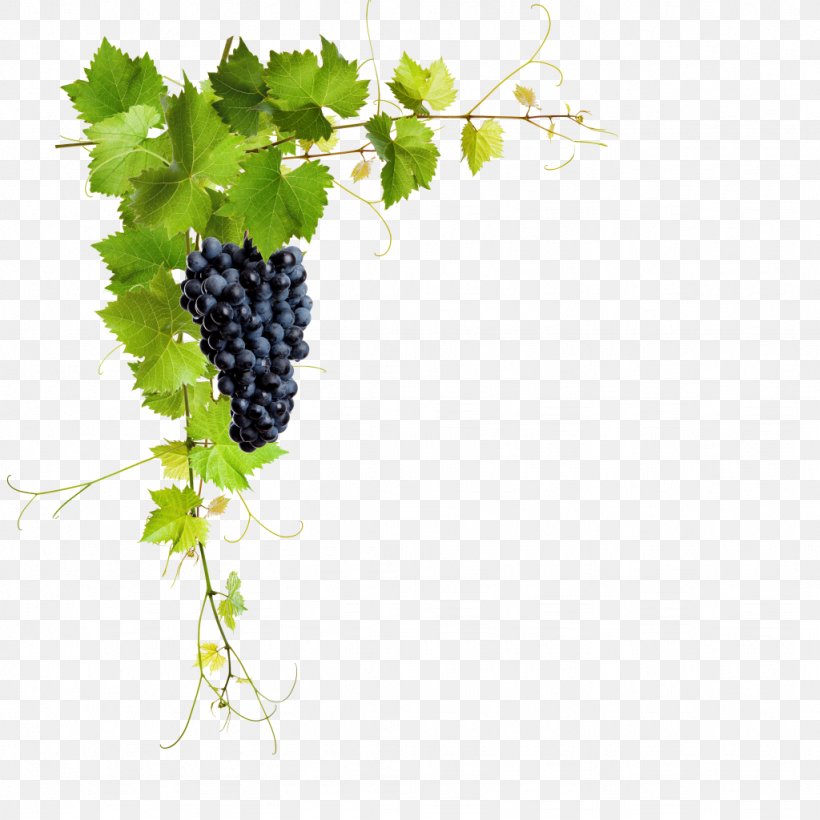 Common Grape Vine Stock Photography Stock.xchng Royalty-free Image, PNG, 1024x1024px, Common Grape Vine, Branch, Flowering Plant, Food, Fruit Download Free