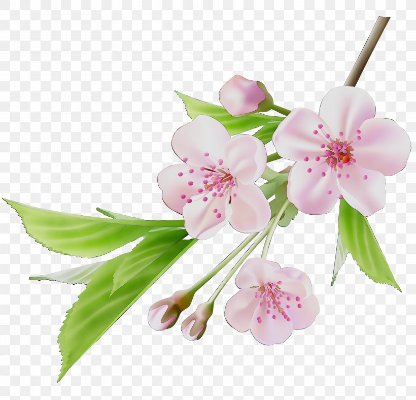 Cherry Blossom ST.AU.150 MIN.V.UNC.NR AD Flowering Plant Cherries, PNG, 3719x3578px, Blossom, Branch, Cherries, Cherry Blossom, Cut Flowers Download Free