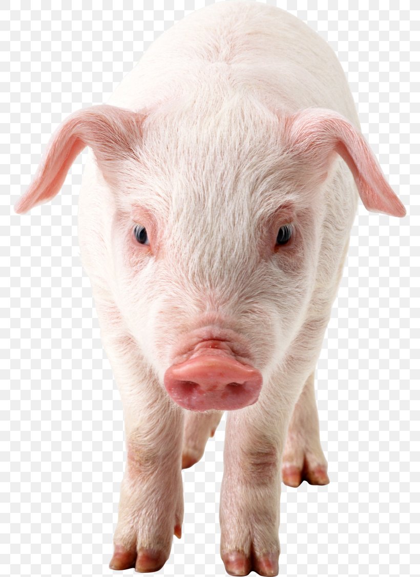 Domestic Pig Clip Art, PNG, 768x1125px, Pig, Domestic Pig, Image File Formats, Livestock, Pig Like Mammal Download Free
