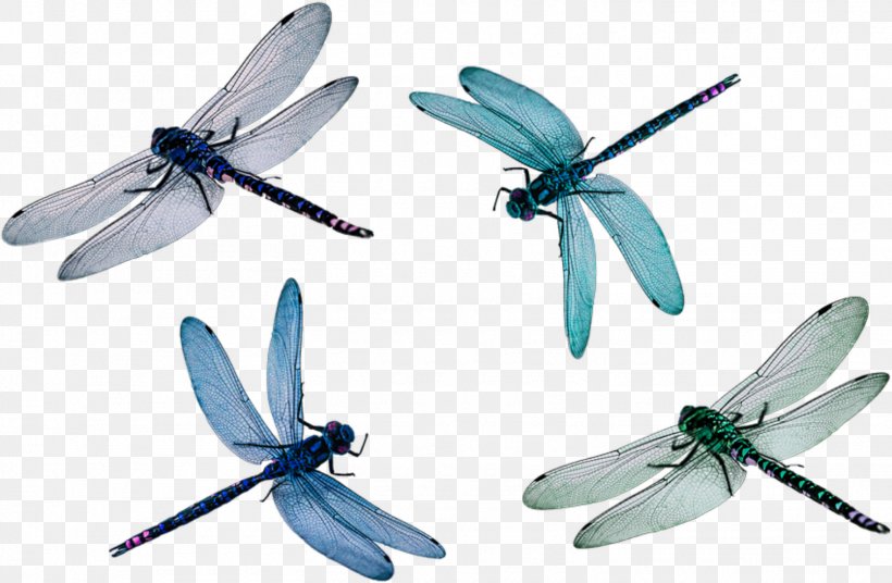 Dragonfly Wings Clip Art Image, PNG, 1515x992px, Dragonfly, Arthropod, Damselflies, Dragonfly Wings, Drawing Download Free