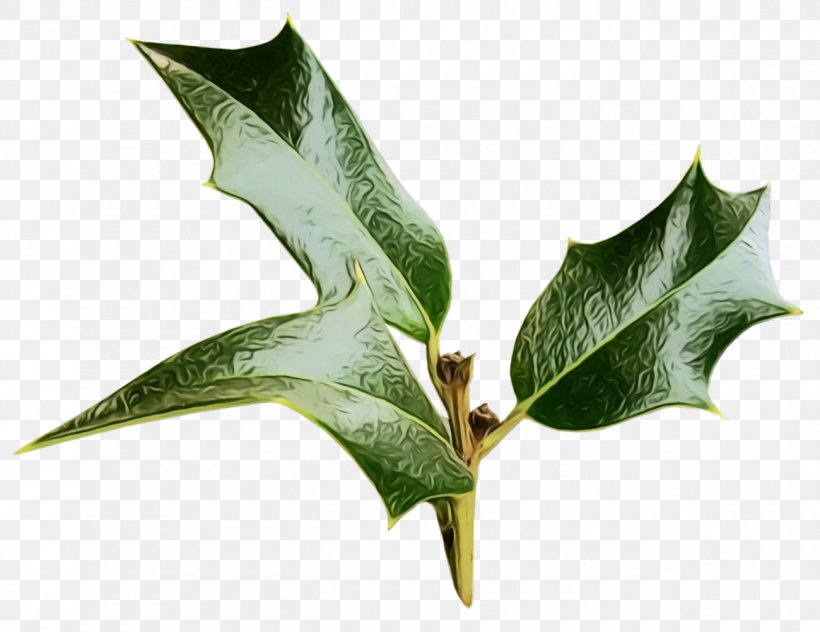 Holly, PNG, 1300x1002px, Christmas Holly, American Holly, Christmas, Flower, Holly Download Free