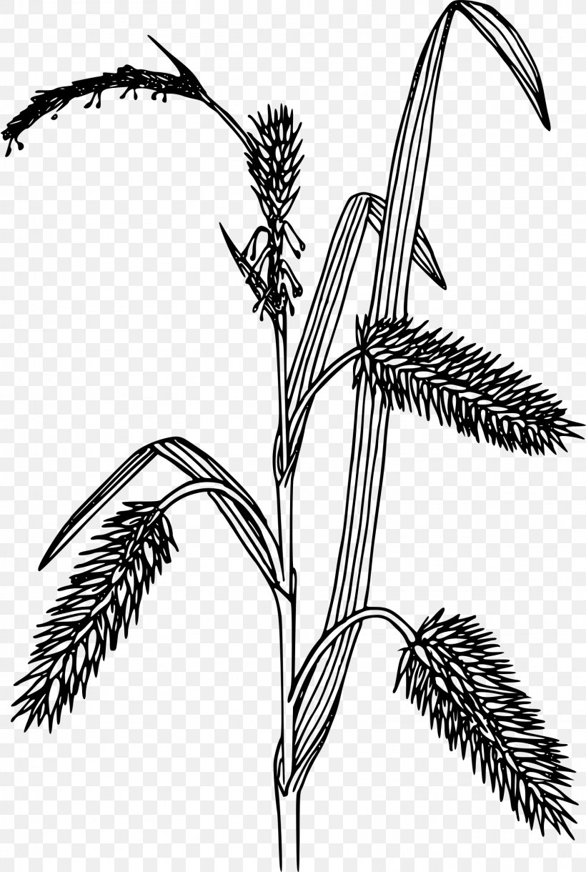 Line Art Carex Hystericina Clip Art, PNG, 1612x2400px, Line Art, Black And White, Branch, Carex Backii, Carex Hystericina Download Free