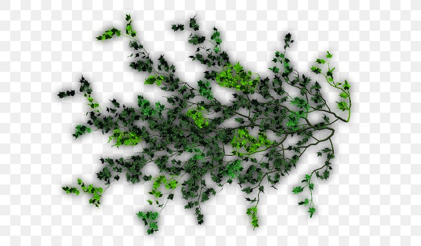 Leaf Vine Liana Tree Evergreen, PNG, 640x480px, Leaf, Evergreen, Grass, Liana, Organism Download Free