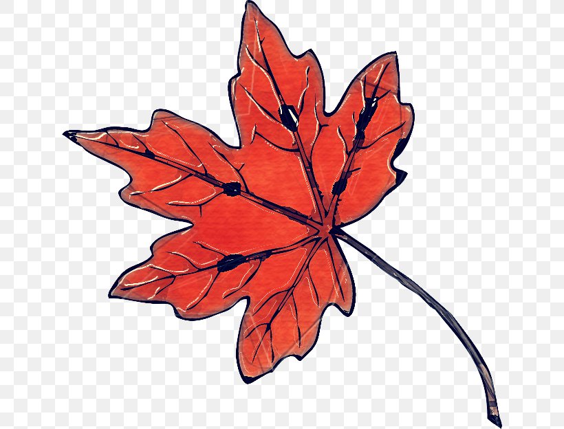 Maple Leaf, PNG, 640x624px, Leaf, Black Maple, Flower, Flowering Plant, Maple Leaf Download Free