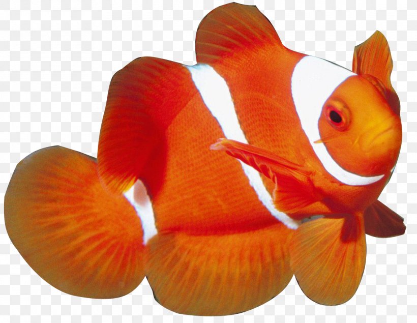 Aquatic Animal Marine Life Sea Ocean, PNG, 1140x883px, Aquatic Animal, Anemone Fish, Animal, Aquarium, Bony Fish Download Free