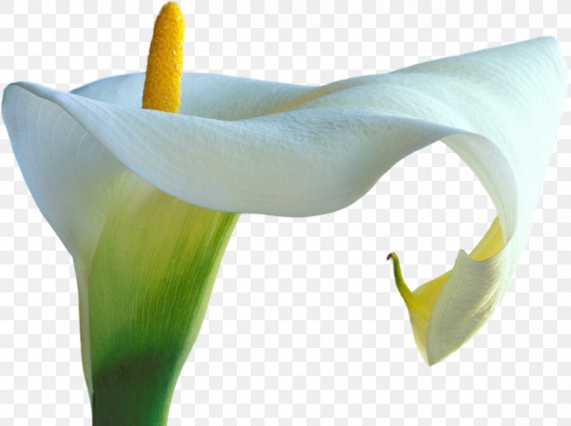 Arum Lilies DevIL Clip Art, PNG, 1170x874px, Arum Lilies, Alismatales, Arum, Arum Family, Calas Download Free