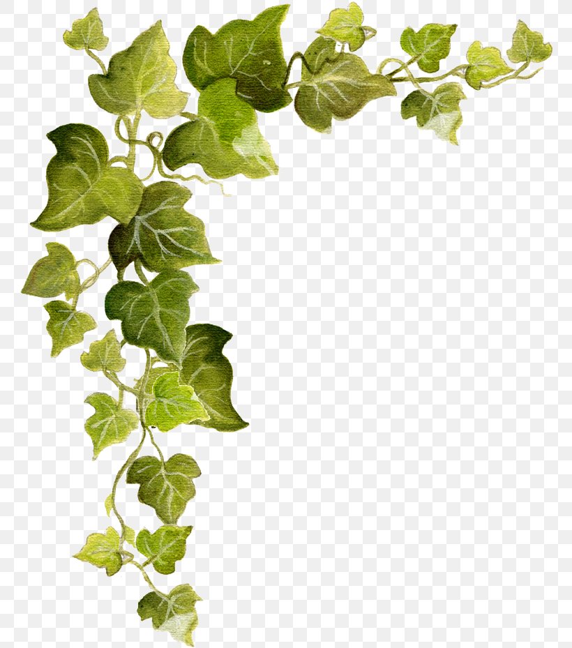 Common Ivy Vine Clip Art, PNG, 771x929px, Common Ivy, Branch, Herb, Ivy, Ivy Family Download Free