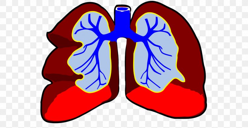 Lung Breathing Respiratory System Circulatory System Clip Art, PNG, 1184x612px, Watercolor, Cartoon, Flower, Frame, Heart Download Free