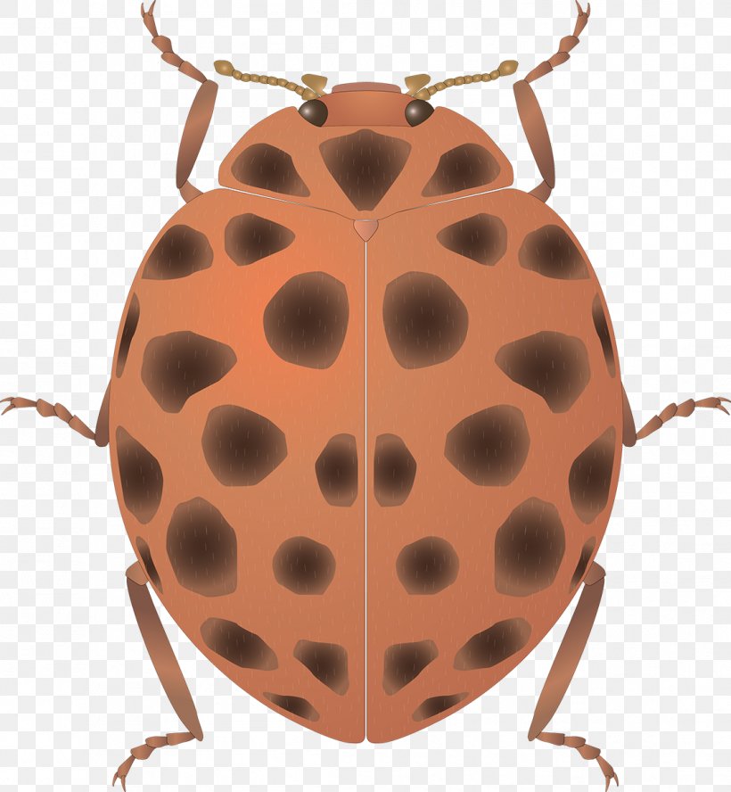 Seven-spot Ladybird Insect Art, PNG, 1108x1200px, Ladybird, Animal, Art, Arthropod, Beetle Download Free