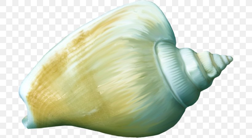 Shankha Cockle Conchology Seashell, PNG, 699x450px, Shankha, Cockle, Conch, Conchology, Organism Download Free