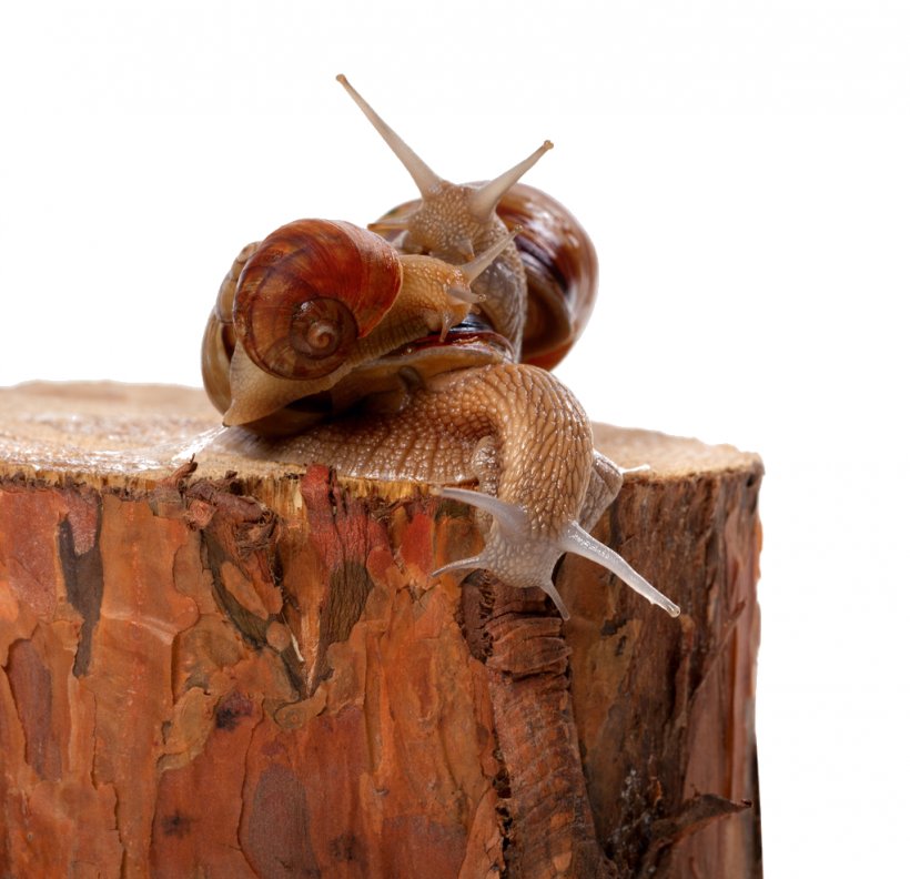 Snail Insect Orthogastropoda Photography Invertebrate, PNG, 1022x988px, Snail, Animal, Banco De Imagens, Burgundy Snail, Drawing Download Free