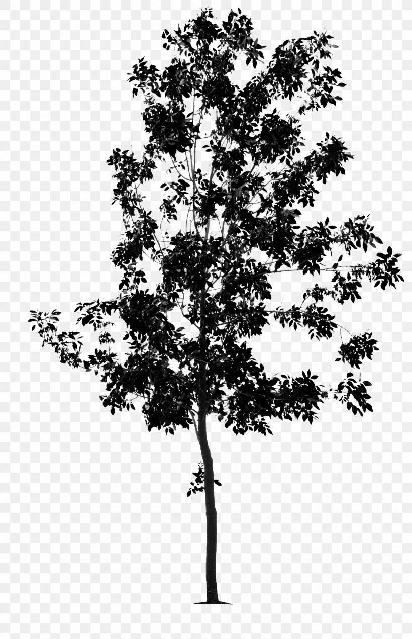 Twig Tree Green Ash Black And White Bonsai, PNG, 1795x2783px, Twig, Ash, Black, Black And White, Bonsai Download Free