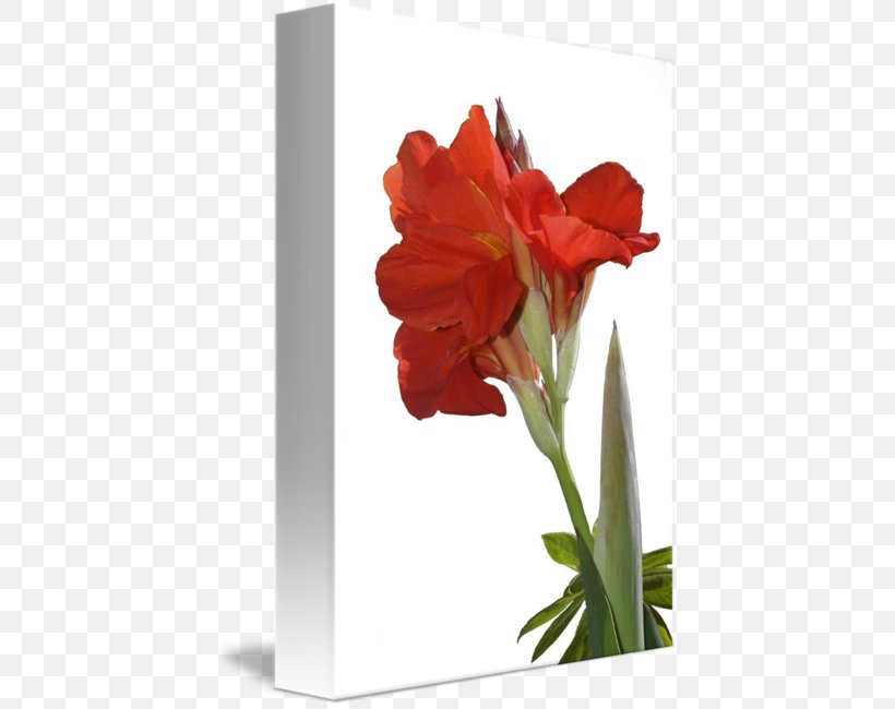 Amaryllis Jersey Lily Cut Flowers Canna Belladonna, PNG, 424x650px, Amaryllis, Amaryllis Belladonna, Amaryllis Family, Belladonna, Canna Download Free