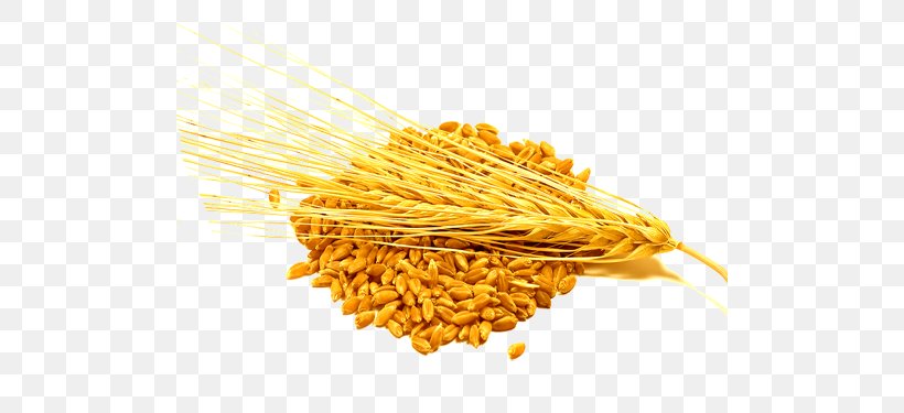 Barley Cereal Food Wheat Groat, PNG, 500x375px, Barley, Avena, Barleys, Cereal, Cereal Germ Download Free