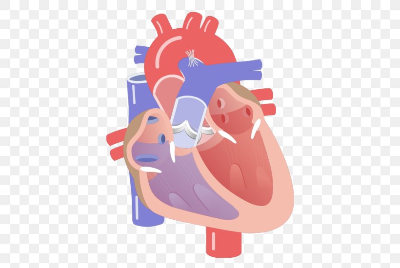 Cardiac Cycle Electrical Conduction System Of The Heart Heart Valve Systole, PNG, 666x550px, Watercolor, Cartoon, Flower, Frame, Heart Download Free