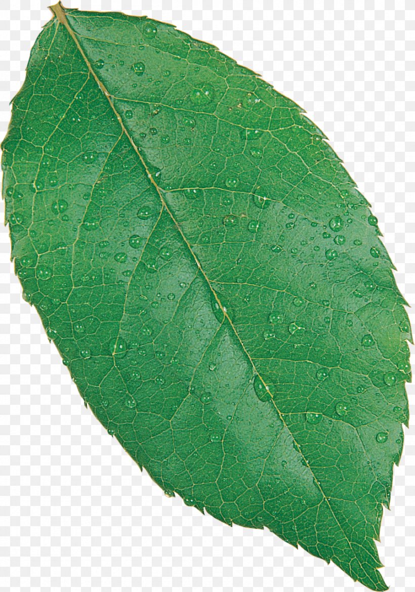Fagus Grandifolia European Beech Tree Leaf Orchestes Fagi, PNG, 897x1280px, Fagus Grandifolia, Beech, Broadleaved Tree, Carpinus Betulus, Deciduous Download Free