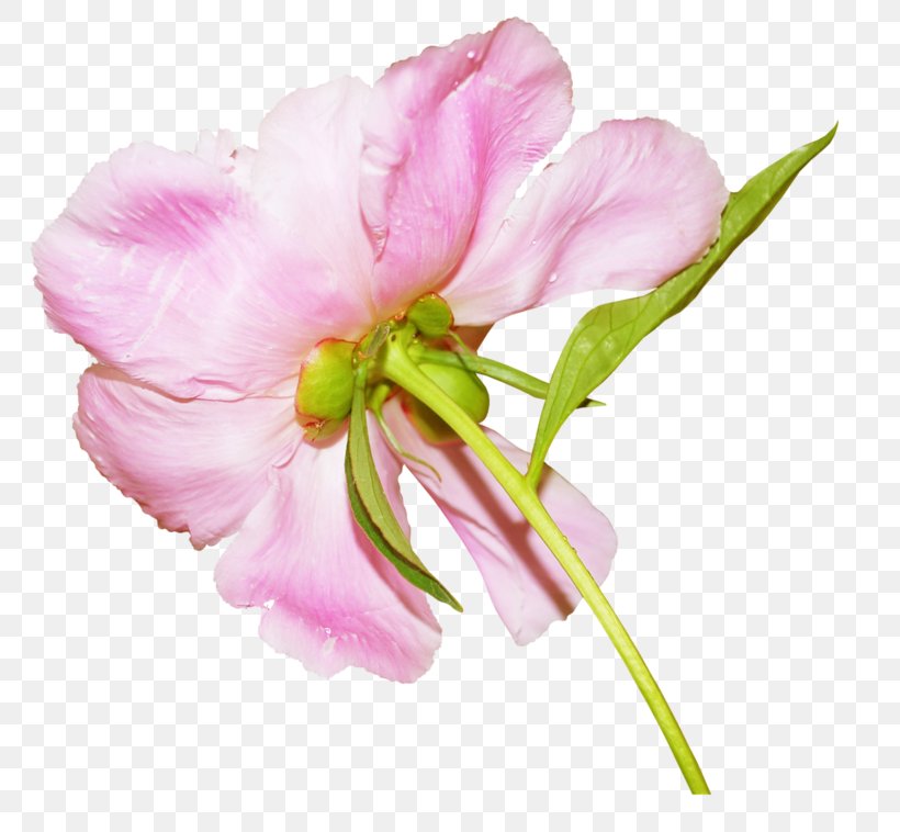 Petal Beach Rose Flower China Rose, PNG, 800x758px, Petal, Beach Rose, Blossom, China Rose, Cut Flowers Download Free