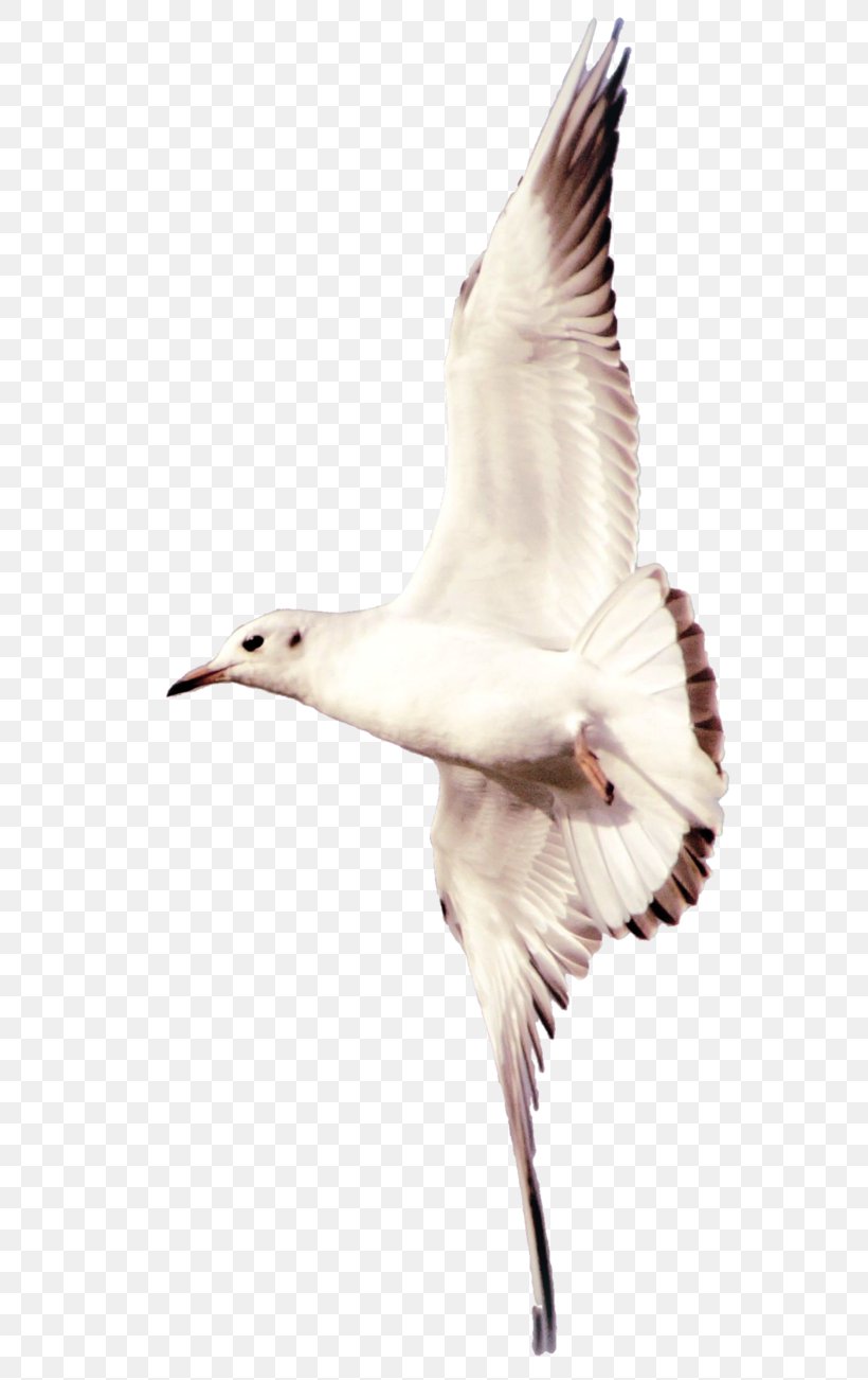 Shorebirds Gulls European Herring Gull Duck, PNG, 614x1302px, Bird, Anatidae, Art, Beak, Charadriiformes Download Free